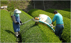 収穫 摘み取り 機械 可搬型摘採機 乗用型摘採機 八女茶 1