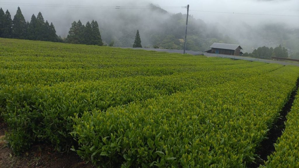 八女　茶畑
