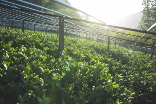 八女茶 日本茶 緑茶 玉露 について 日本一 飲み方 健康 出来るまで 八女 福岡県 お茶 伝統本玉露 お茶種類 写真 tea japanese green yame cha about 250
