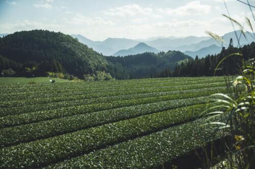 八女茶 日本茶 緑茶 玉露 について 日本一 飲み方 健康 出来るまで 八女 福岡県 お茶 伝統本玉露 お茶種類 写真 tea japanese green yame cha about 265