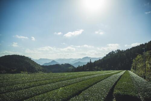 八女茶 日本茶 緑茶 玉露 について 日本一 飲み方 健康 出来るまで 八女 福岡県 お茶 伝統本玉露 お茶種類 写真 tea japanese green yame cha about 267