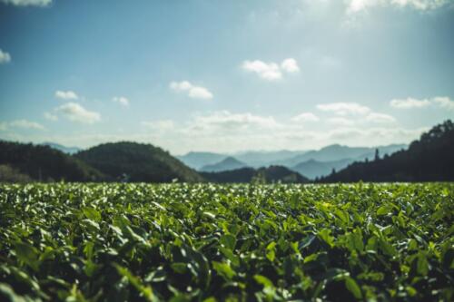 八女茶 日本茶 緑茶 玉露 について 日本一 飲み方 健康 出来るまで 八女 福岡県 お茶 伝統本玉露 お茶種類 写真 tea japanese green yame cha about 271