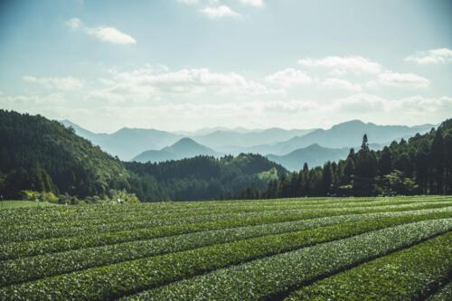 八女茶 日本茶 緑茶 玉露 について 日本一 飲み方 健康 出来るまで 八女 福岡県 お茶 伝統本玉露 お茶種類 写真 tea japanese green yame cha about 272
