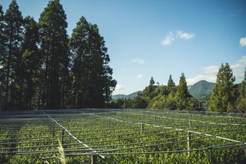 八女茶 日本茶 緑茶 玉露 について 日本一 飲み方 健康 出来るまで 八女 福岡県 お茶 伝統本玉露 お茶種類 写真 tea japanese green yame cha about 274