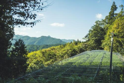 八女茶 日本茶 緑茶 玉露 について 日本一 飲み方 健康 出来るまで 八女 福岡県 お茶 伝統本玉露 お茶種類 写真 tea japanese green yame cha about 277