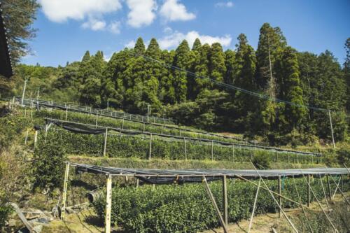 八女茶 日本茶 緑茶 玉露 について 日本一 飲み方 健康 出来るまで 八女 福岡県 お茶 伝統本玉露 お茶種類 写真 tea japanese green yame cha about 289