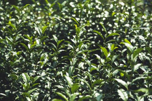 八女茶 日本茶 緑茶 玉露 について 日本一 飲み方 健康 出来るまで 八女 福岡県 お茶 伝統本玉露 お茶種類 写真 tea japanese green yame cha about 291