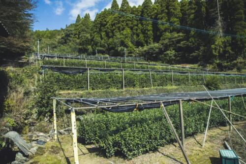 八女茶 日本茶 緑茶 玉露 について 日本一 飲み方 健康 出来るまで 八女 福岡県 お茶 伝統本玉露 お茶種類 写真 tea japanese green yame cha about 295