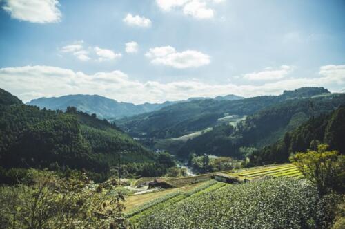 八女茶 日本茶 緑茶 玉露 について 日本一 飲み方 健康 出来るまで 八女 福岡県 お茶 伝統本玉露 お茶種類 写真 tea japanese green yame cha about 296