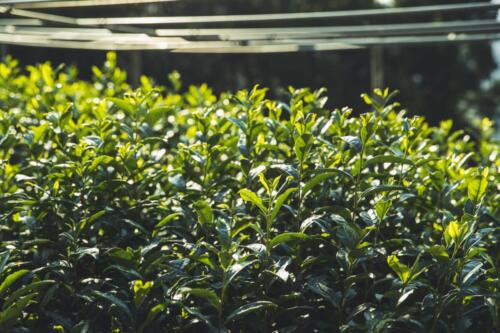 八女茶 日本茶 緑茶 玉露 について 日本一 飲み方 健康 出来るまで 八女 福岡県 お茶 伝統本玉露 お茶種類 写真 tea japanese green yame cha about 334