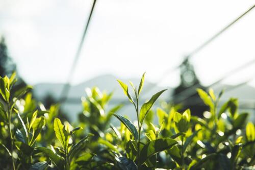 八女茶 日本茶 緑茶 玉露 について 日本一 飲み方 健康 出来るまで 八女 福岡県 お茶 伝統本玉露 お茶種類 写真 tea japanese green yame cha about 335