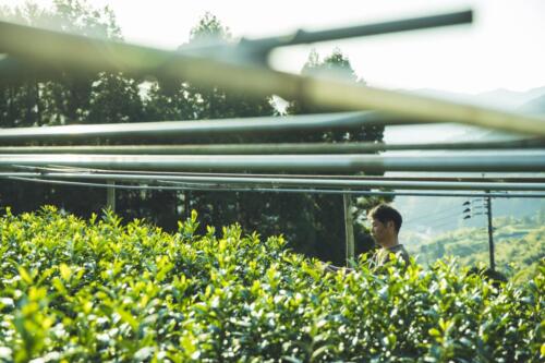 八女茶 日本茶 緑茶 玉露 について 日本一 飲み方 健康 出来るまで 八女 福岡県 お茶 伝統本玉露 お茶種類 写真 tea japanese green yame cha about 341