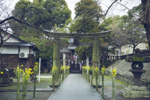 八女茶 日本茶 緑茶 玉露 について 日本一 飲み方 健康 出来るまで 八女 福岡県 お茶 伝統本玉露 お茶種類 写真 tea japanese green yame cha about 399
