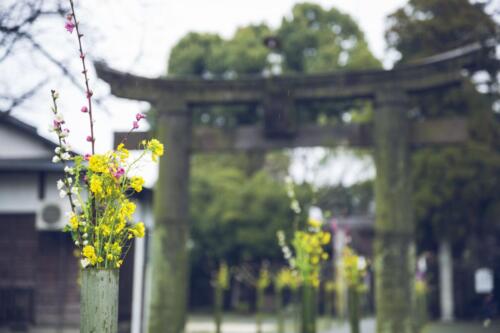 八女茶 日本茶 緑茶 玉露 について 日本一 飲み方 健康 出来るまで 八女 福岡県 お茶 伝統本玉露 お茶種類 写真 tea japanese green yame cha about 400