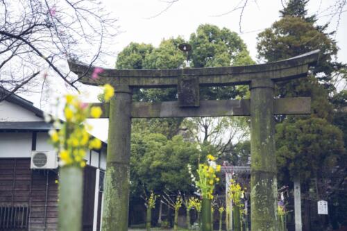 八女茶 日本茶 緑茶 玉露 について 日本一 飲み方 健康 出来るまで 八女 福岡県 お茶 伝統本玉露 お茶種類 写真 tea japanese green yame cha about 401