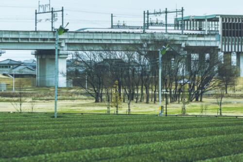 八女茶 日本茶 緑茶 玉露 について 日本一 飲み方 健康 出来るまで 八女 福岡県 お茶 伝統本玉露 お茶種類 写真 tea japanese green yame cha about 410