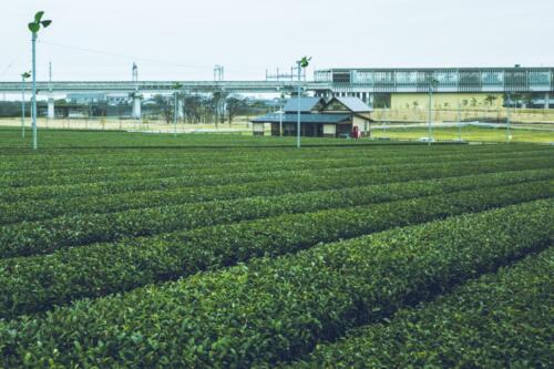 八女茶 日本茶 緑茶 玉露 について 日本一 飲み方 健康 出来るまで 八女 福岡県 お茶 伝統本玉露 お茶種類 写真 tea japanese green yame cha about 412
