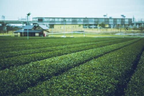 八女茶 日本茶 緑茶 玉露 について 日本一 飲み方 健康 出来るまで 八女 福岡県 お茶 伝統本玉露 お茶種類 写真 tea japanese green yame cha about 414