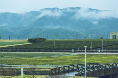 八女茶 日本茶 緑茶 玉露 について 日本一 飲み方 健康 出来るまで 八女 福岡県 お茶 伝統本玉露 お茶種類 写真 tea japanese green yame cha about 419