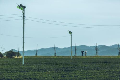 八女茶 日本茶 緑茶 玉露 について 日本一 飲み方 健康 出来るまで 八女 福岡県 お茶 伝統本玉露 お茶種類 写真 tea japanese green yame cha about 420