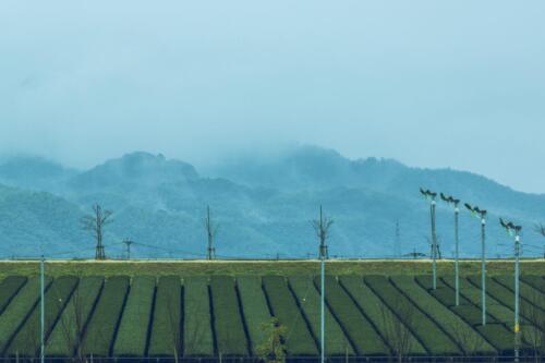 八女茶 日本茶 緑茶 玉露 について 日本一 飲み方 健康 出来るまで 八女 福岡県 お茶 伝統本玉露 お茶種類 写真 tea japanese green yame cha about 421