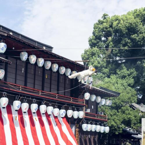 八女茶 日本茶 緑茶 玉露 について 日本一 飲み方 健康 出来るまで 八女 福岡県 お茶 伝統本玉露 お茶種類 写真 tea japanese green yame cha about 437
