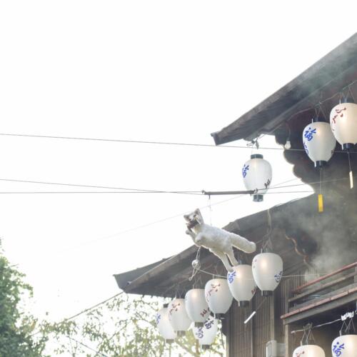 八女茶 日本茶 緑茶 玉露 について 日本一 飲み方 健康 出来るまで 八女 福岡県 お茶 伝統本玉露 お茶種類 写真 tea japanese green yame cha about 441