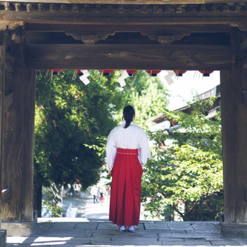 八女茶 日本茶 緑茶 玉露 について 日本一 飲み方 健康 出来るまで 八女 福岡県 お茶 伝統本玉露 お茶種類 写真 tea japanese green yame cha about 458