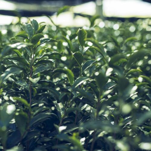八女茶 日本茶 緑茶 玉露 について 日本一 飲み方 健康 出来るまで 八女 福岡県 お茶 伝統本玉露 お茶種類 写真 tea japanese green yame cha about 477