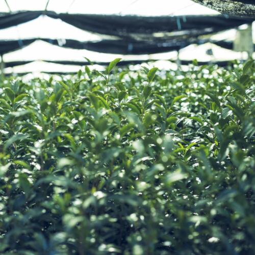 八女茶 日本茶 緑茶 玉露 について 日本一 飲み方 健康 出来るまで 八女 福岡県 お茶 伝統本玉露 お茶種類 写真 tea japanese green yame cha about 482
