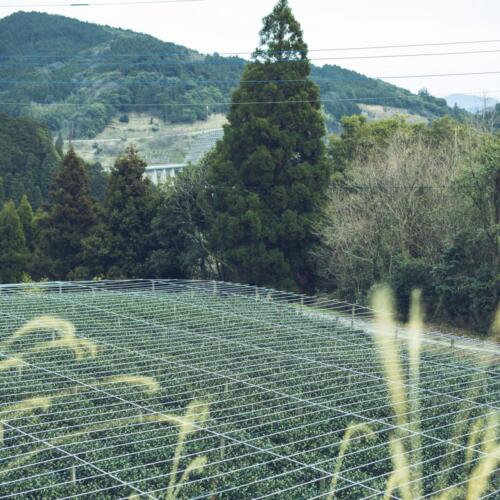 八女茶 日本茶 緑茶 玉露 について 日本一 飲み方 健康 出来るまで 八女 福岡県 お茶 伝統本玉露 お茶種類 写真 tea japanese green yame cha about 524